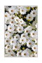 Conceptum Alfombra de Pasillo HMNT521 Multicolor 100 x 150 cm